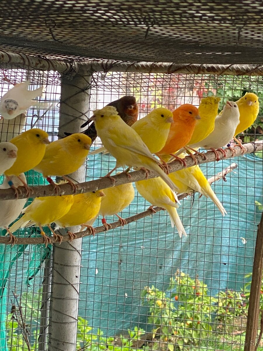 Predám kanáriky - 4