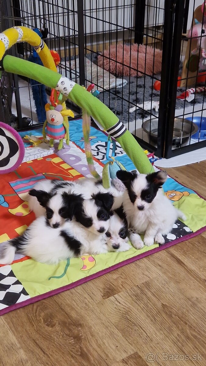 Papillon, phalene - šteniatka - 4