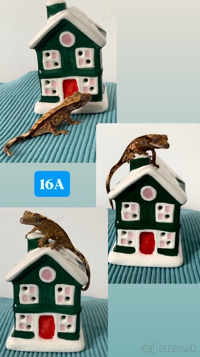 Pagekon riasnaty - 4