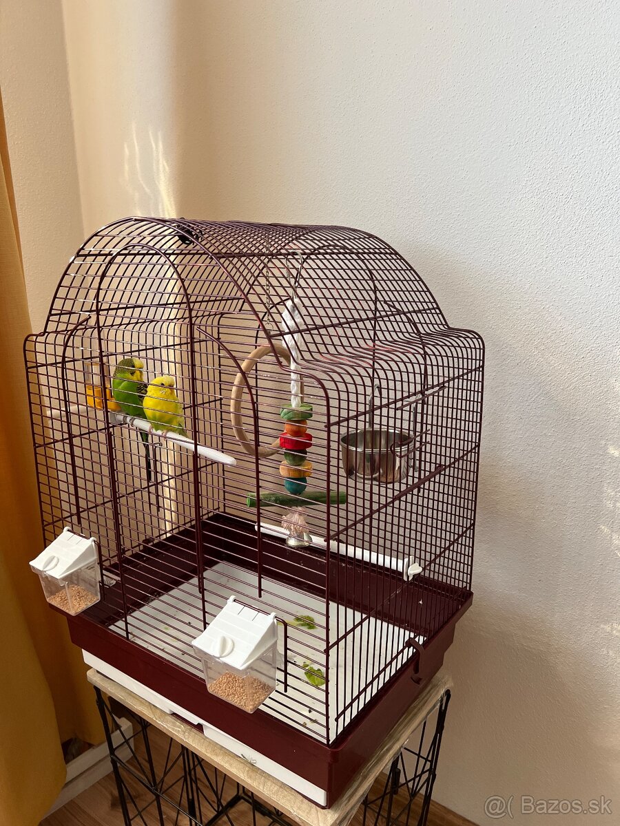 Na predaj 2 andulky aj s klietkou - 4