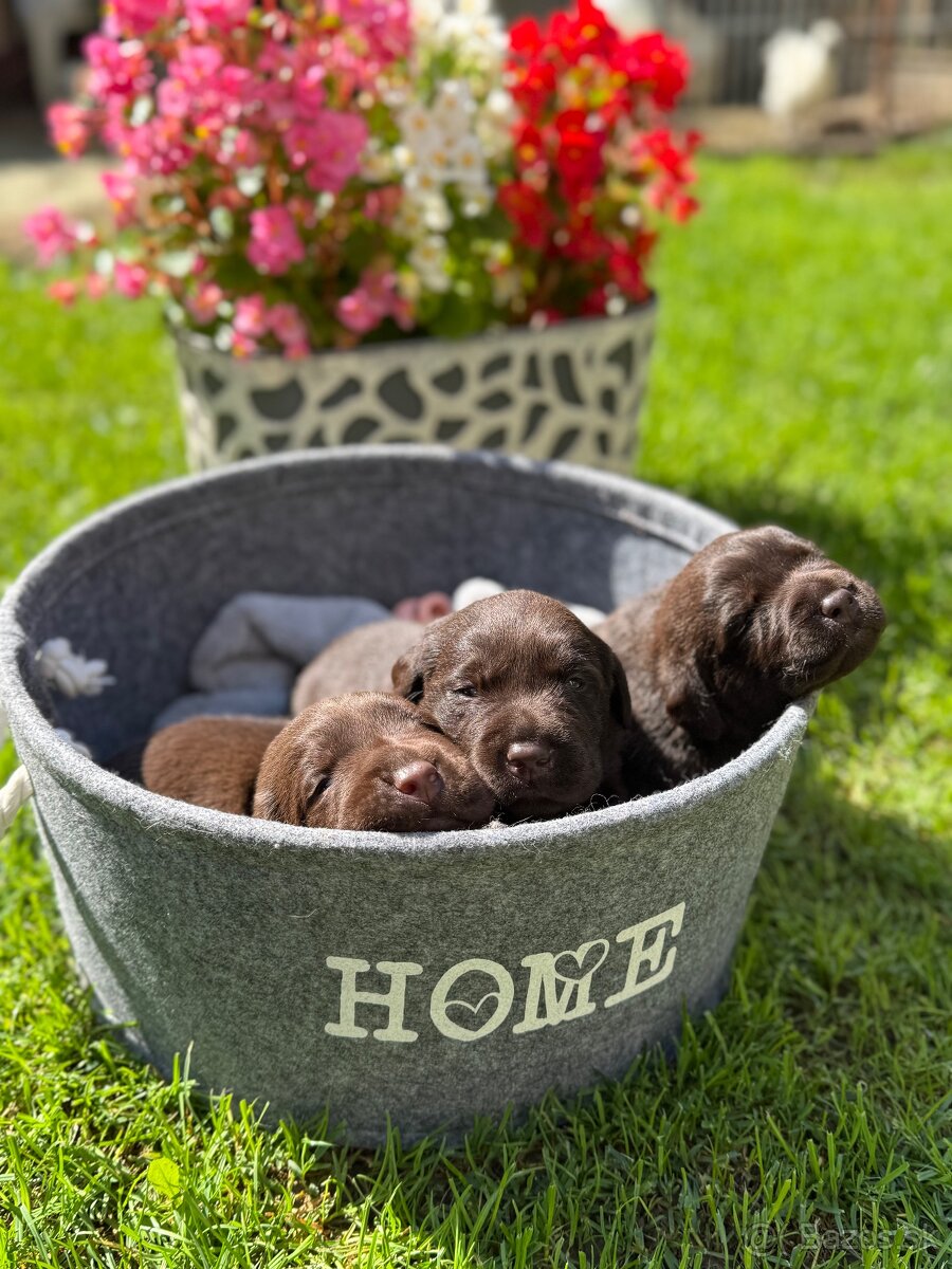 Čokoládový labrador - 4