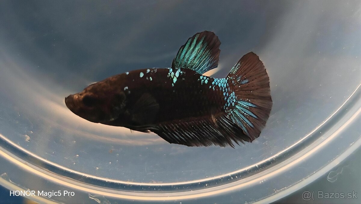 Betty - Bojovnice - 4