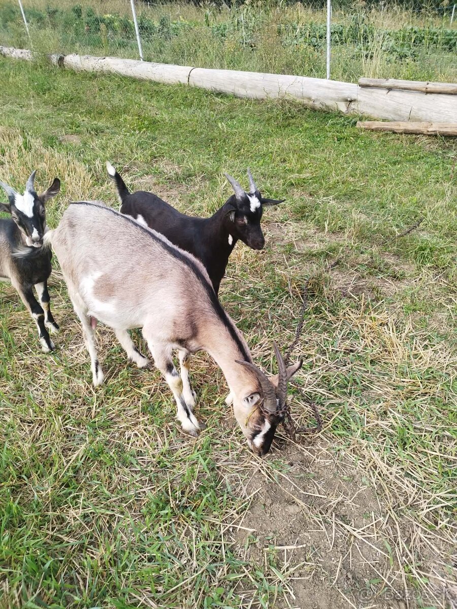 Predám malých capkoch 2x - 4