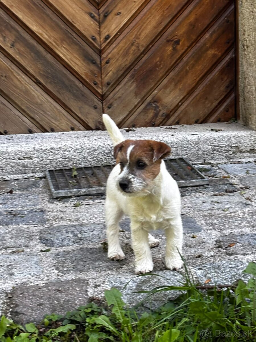 Jack Russell teriér - 4