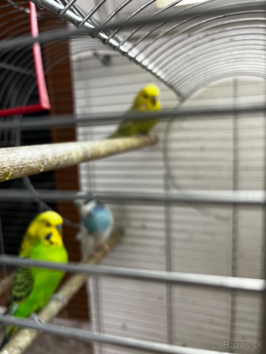 Klietka+andulky - 4