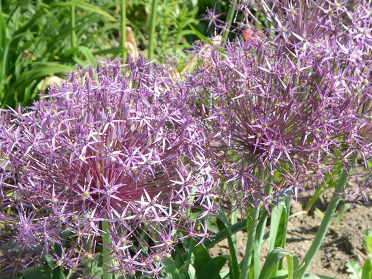 Okrasný cesnak Allium Christophii - semienka - 4