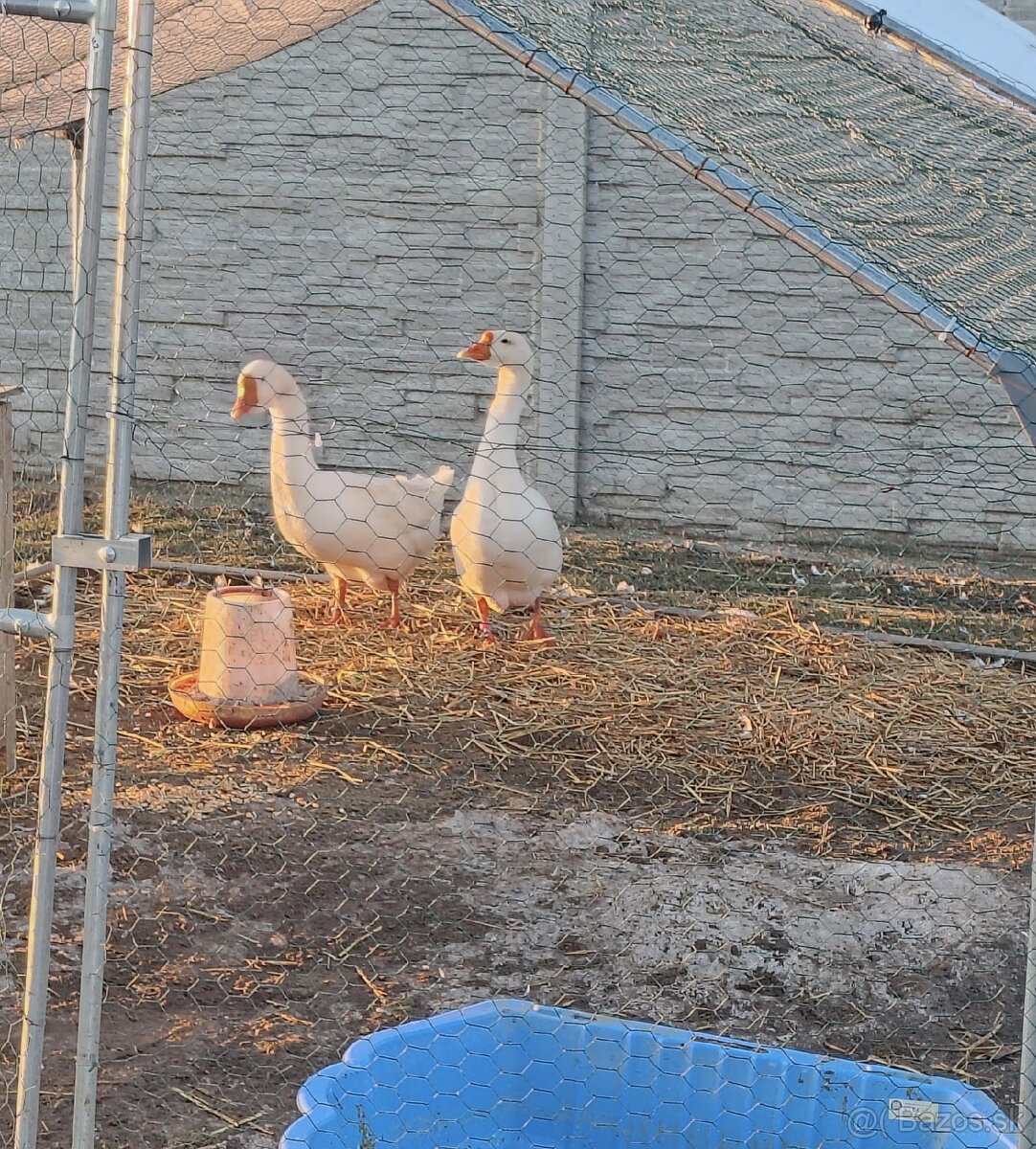Predám Lindovské husi - 4
