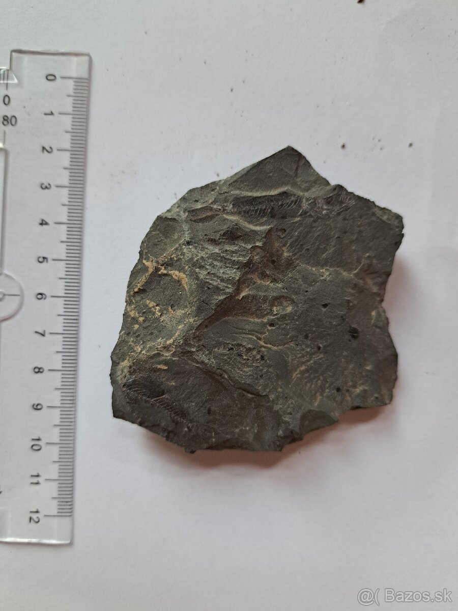 Zbierka fosílií - 4