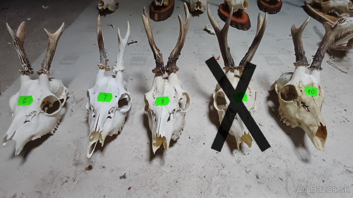 Trofeje - srnec, parožie - 4