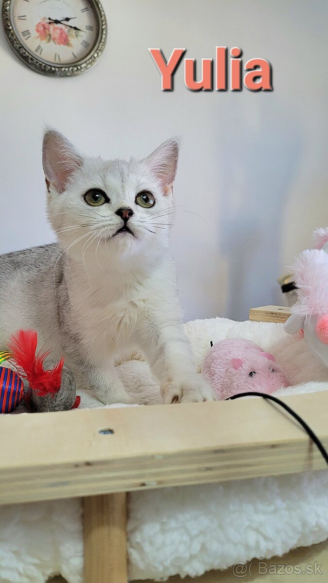 Škótske mačiatka s PP/F.TICA 1 - 4