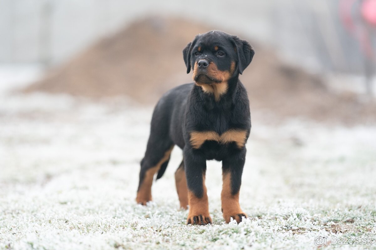 Rotvajler - štěniatka s PP - Rottweiler štěniatko - 4