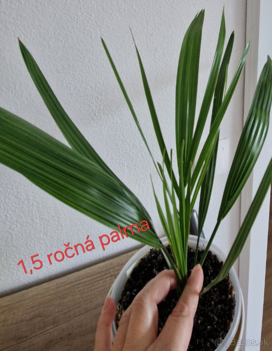 DATLOVNIK PALMOVY, PALMA- SEMENA - 4