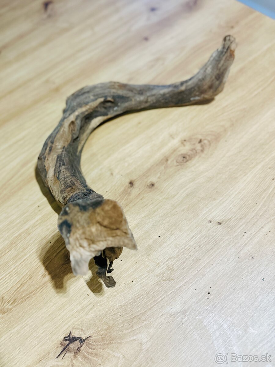 Koren do akvaria - 4