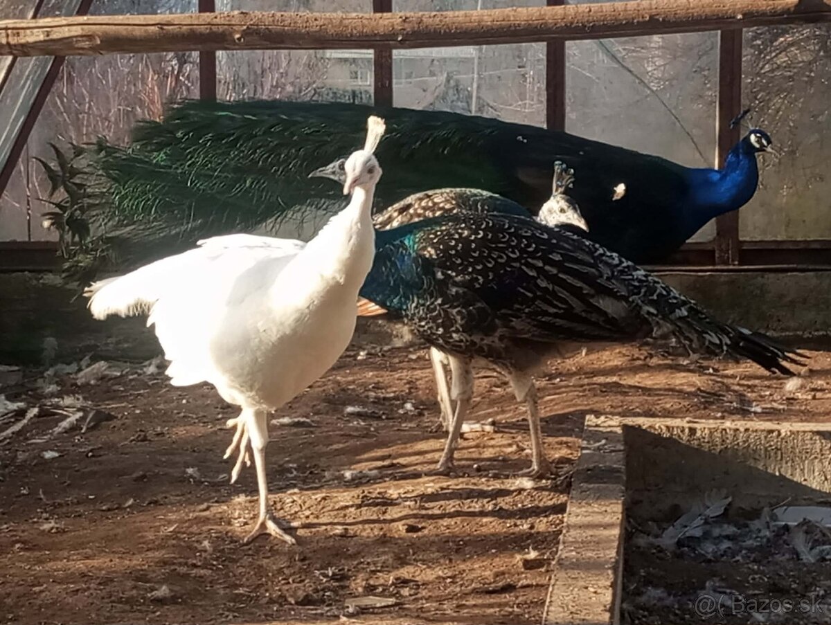 Predaj pávov - 4