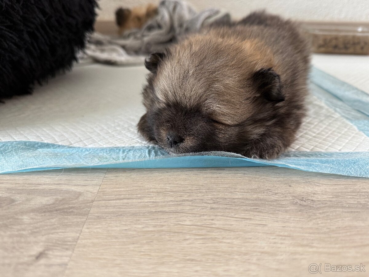 Pomeranian - 4