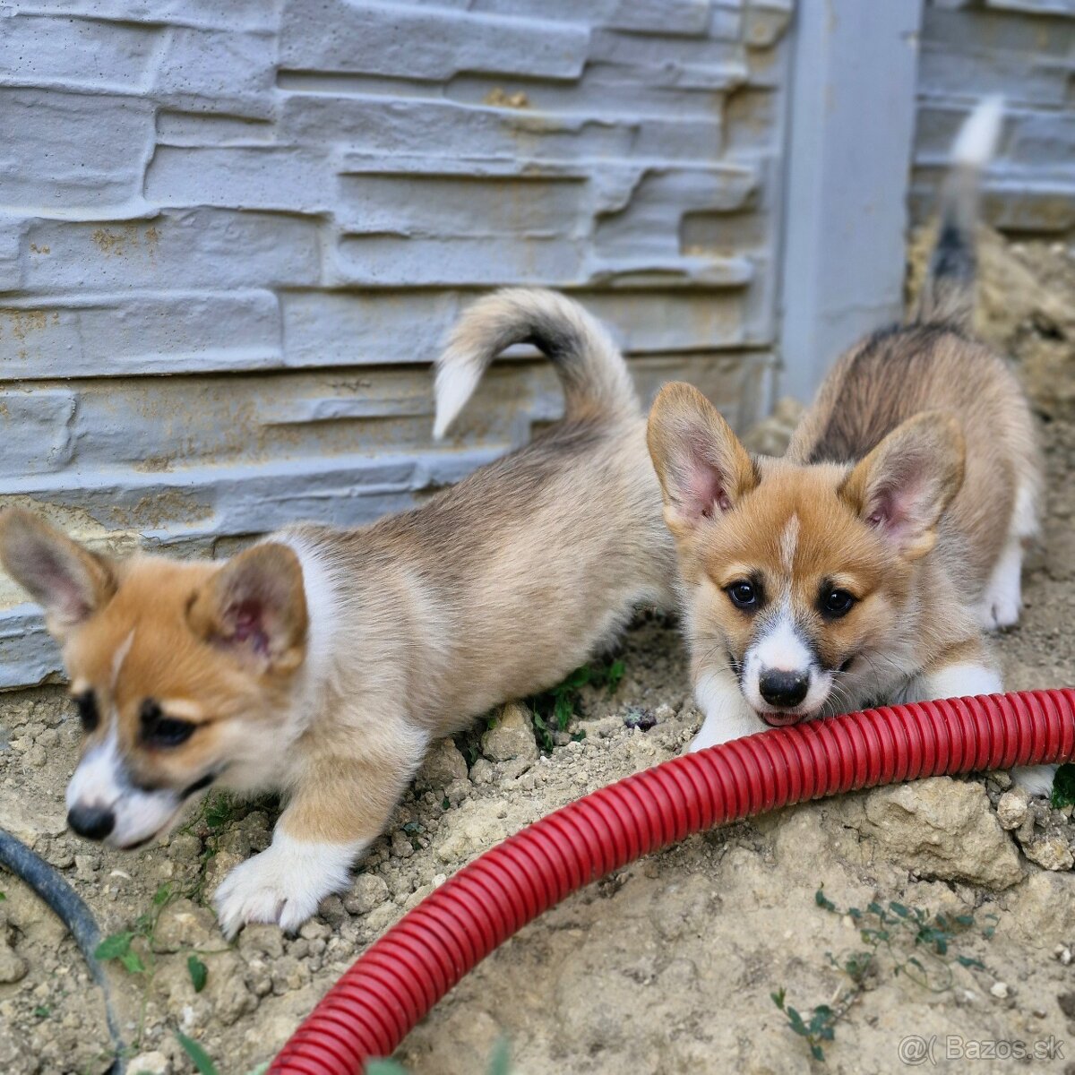 Welsh Corgi Pembroke - 4