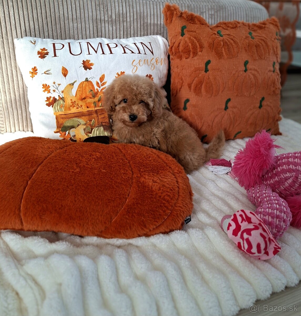 Maltipoo - 4