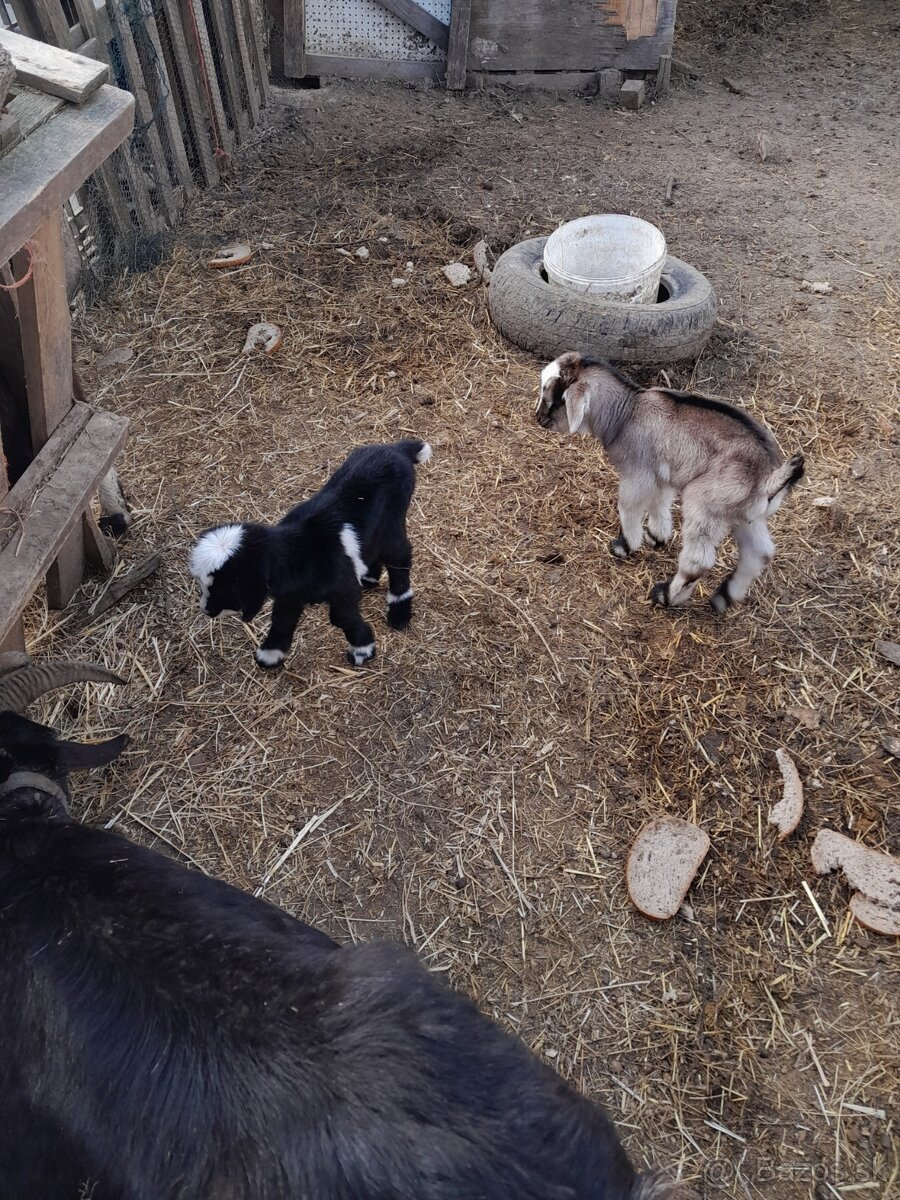 predam registrovaný chov kôz a poroviec - 4