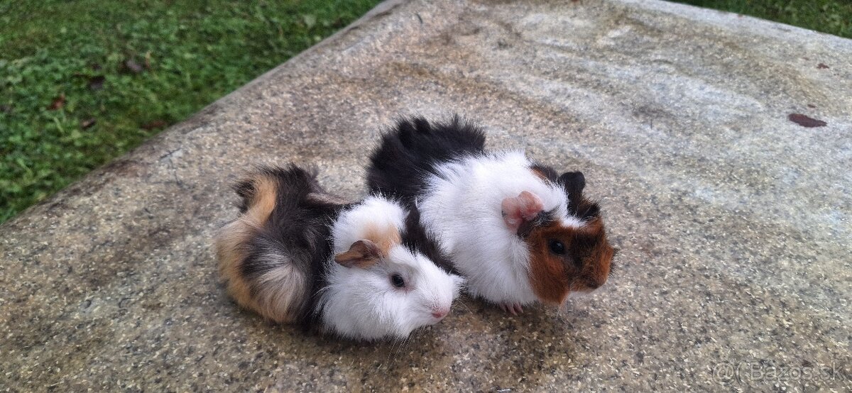 Morské prasiatká - 4