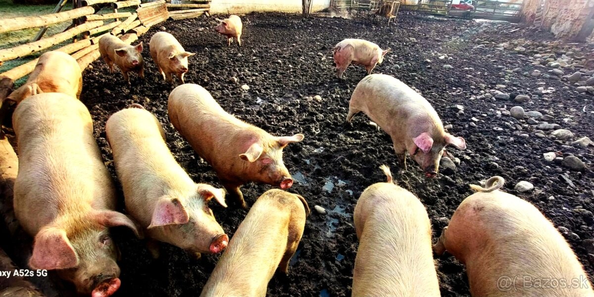 tohtoročné prasce - 4