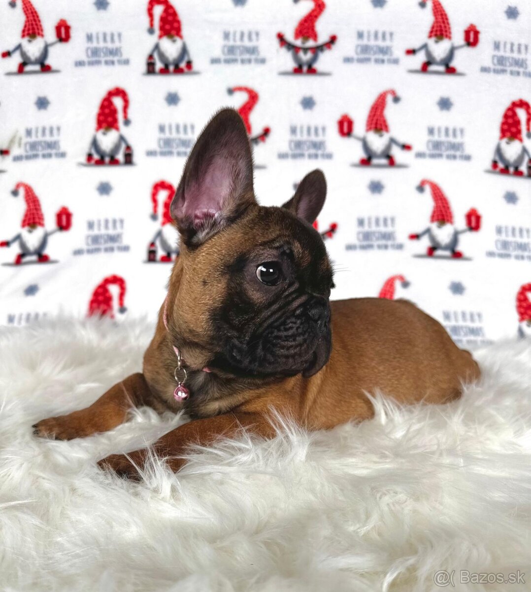 Francúzsky buldoček s PP - sučka BAMBI 🌸 - 4