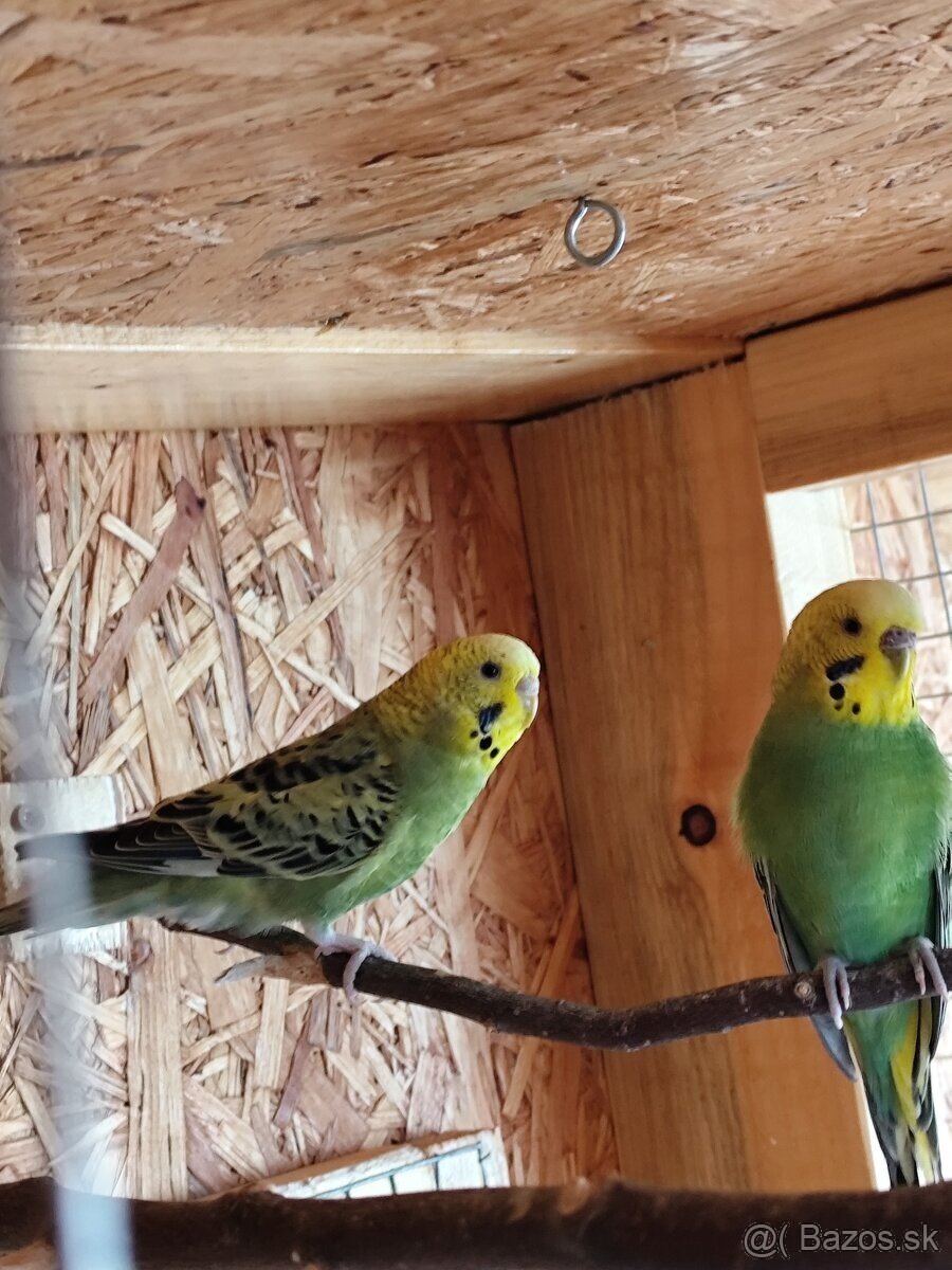 Mlade andulky - 4