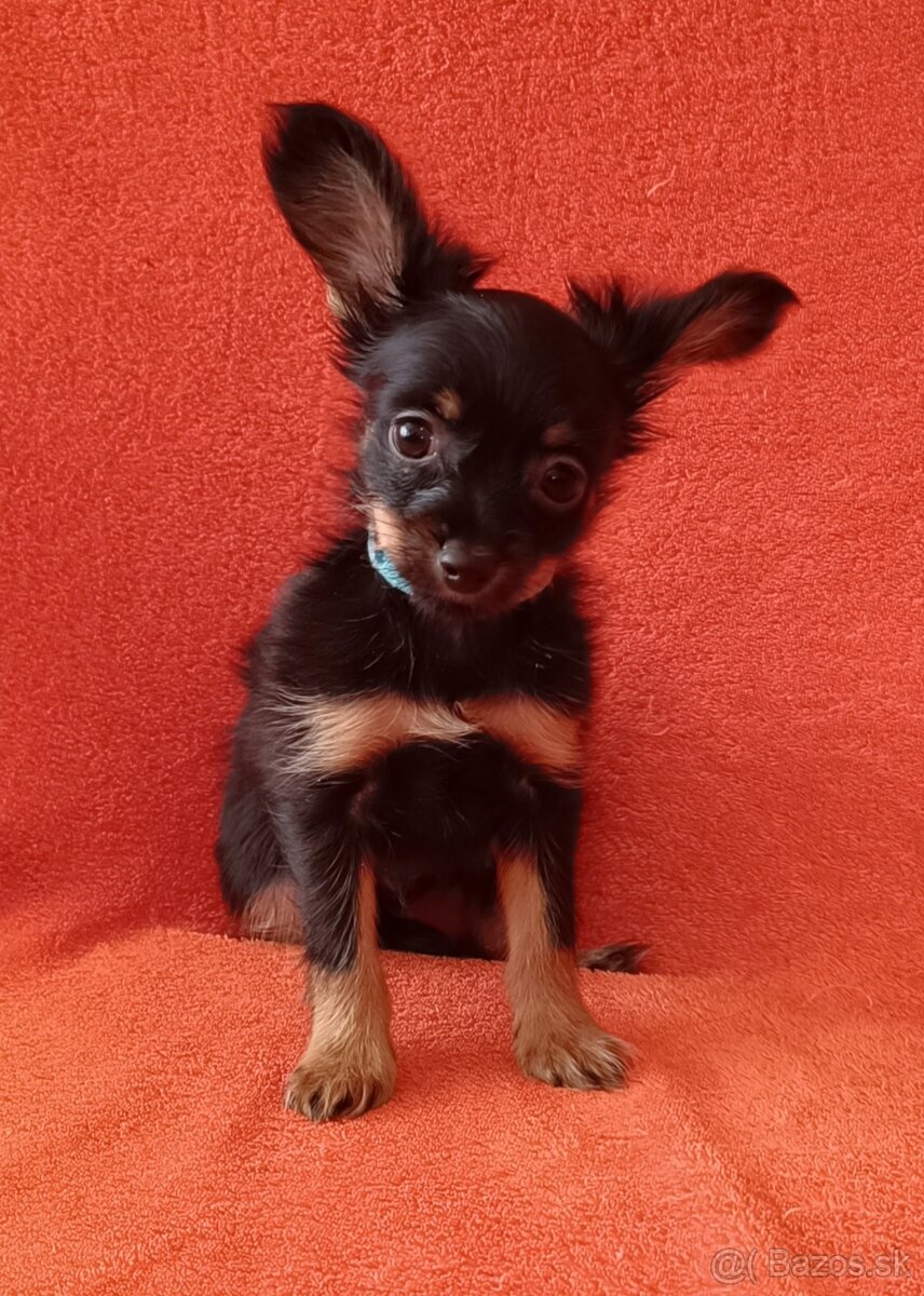 Ruský toy s PP - dlouhosrstý - 4