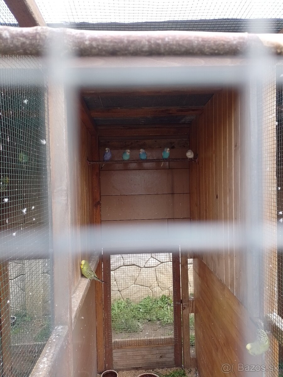 Papagáj spevavy - 4