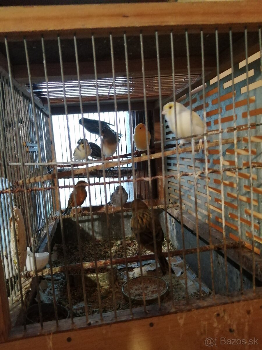 Predám kanárikov - 4