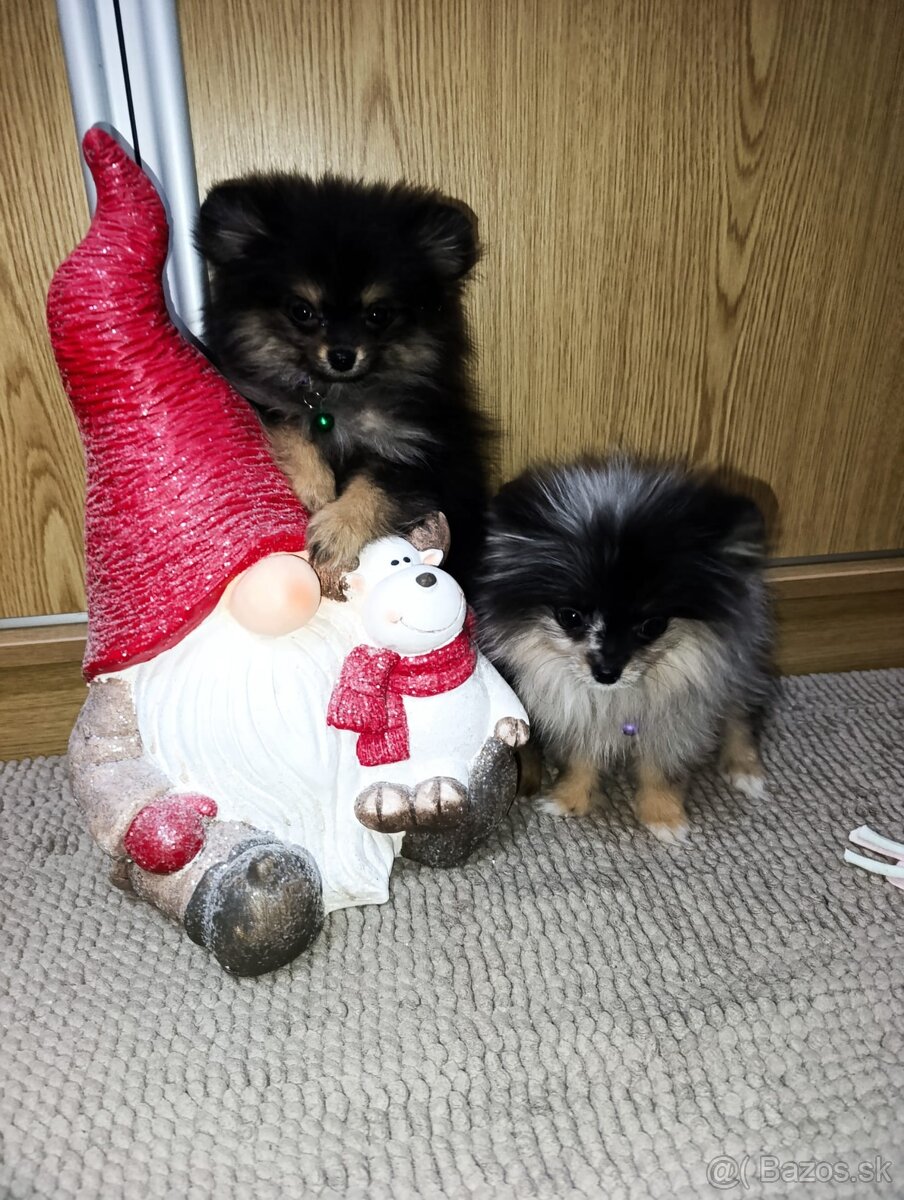 Pomeranian pomerian - 4