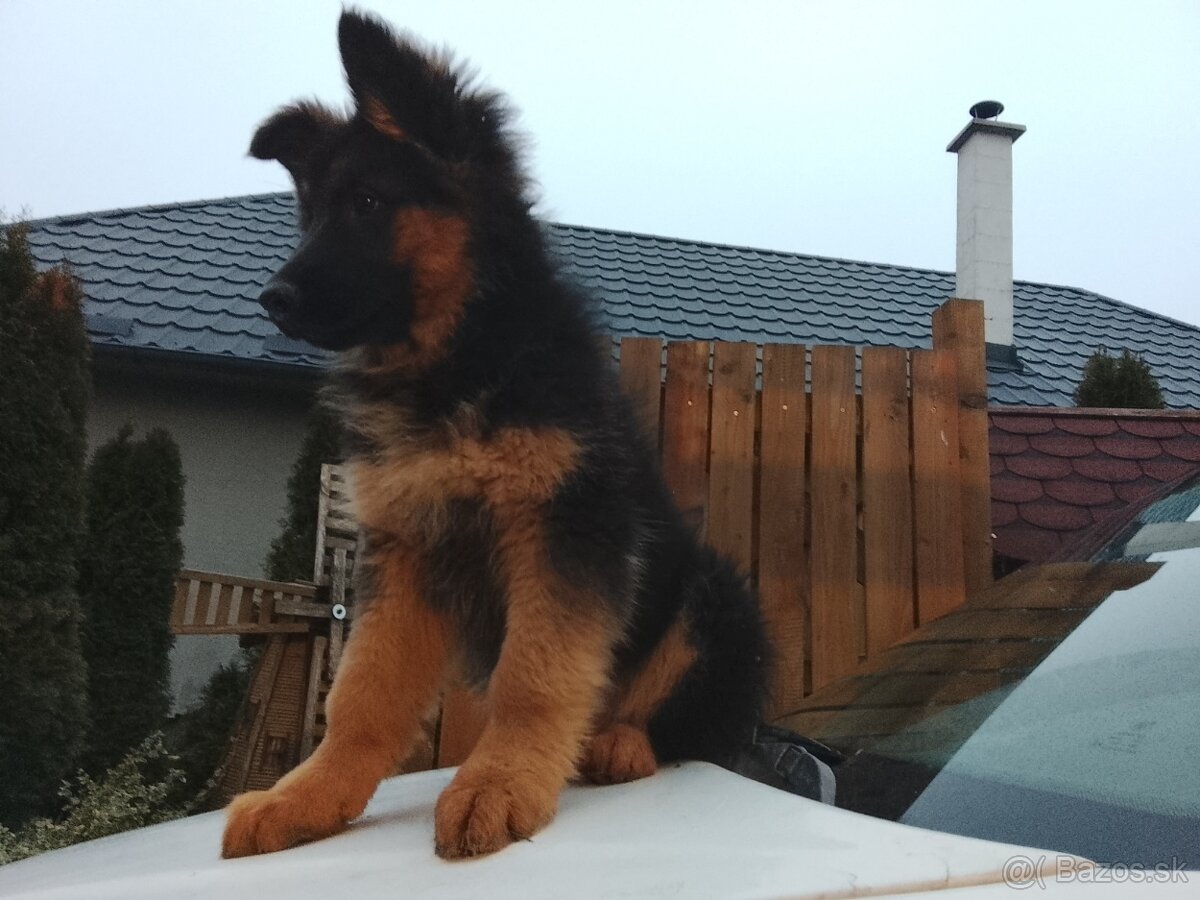 Stena nemeckého ovčiaka - 4