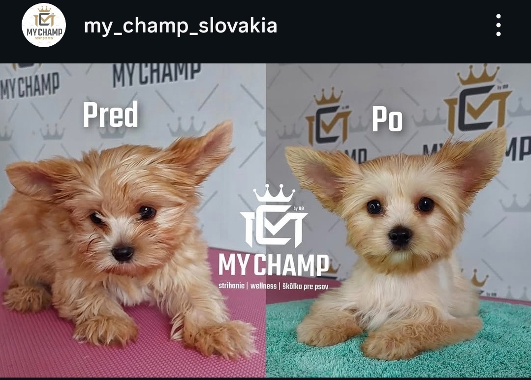 Salón pre psov, strihanie psov Bratislava - 4