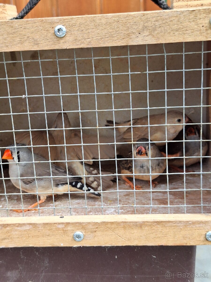 Zebrička austrálska - 4