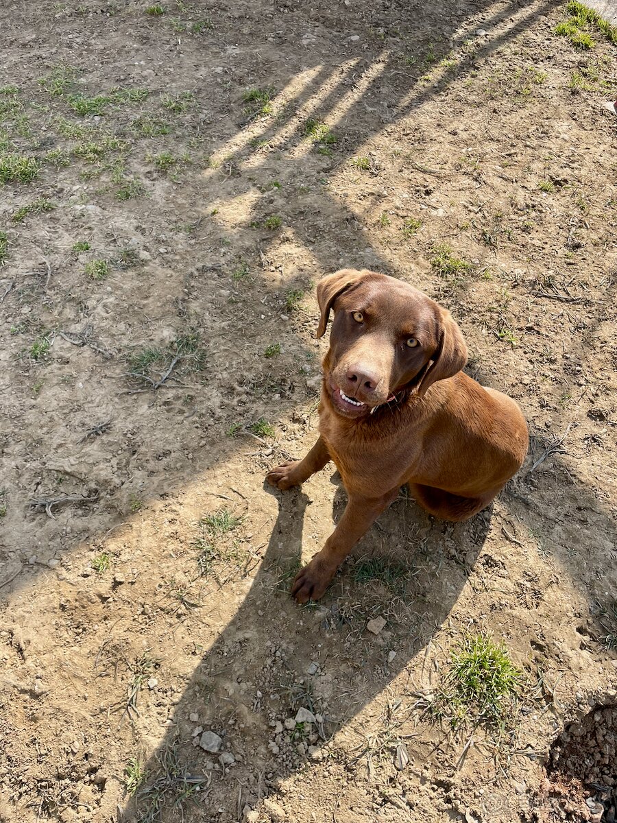 Fenka Labrador bez PP - 4