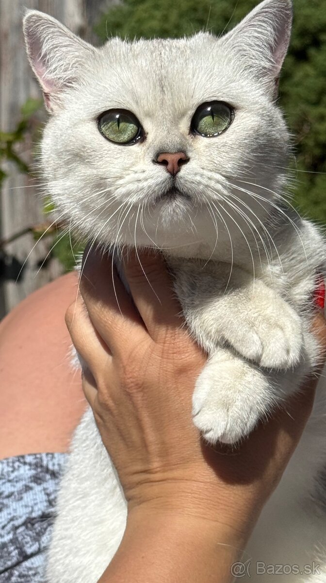 Britská strieborná činčila - 4