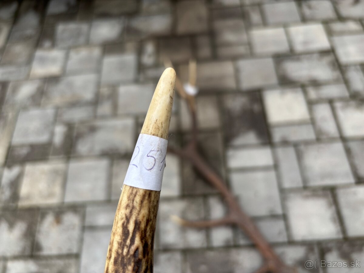 Parožie, parohy, zhody, trofej - 4