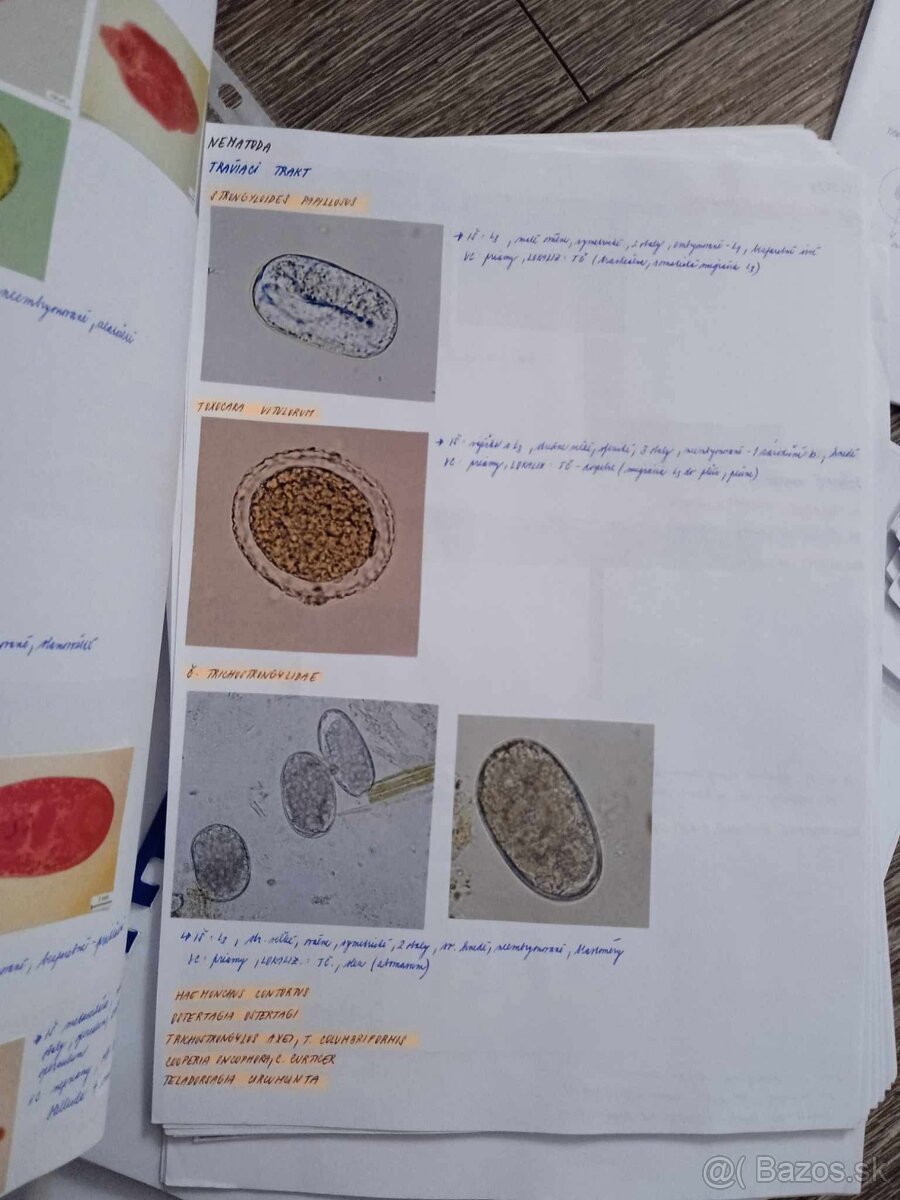 UVLF KE : Materiály pre VVL/HP - 4.ročník - 4