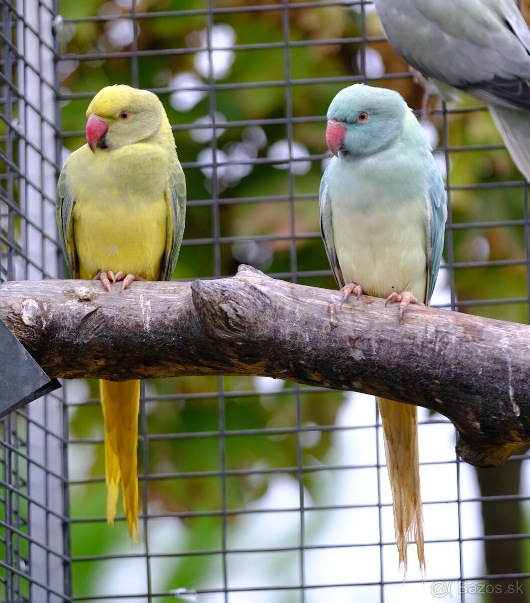 Alexander malý aqua - 4