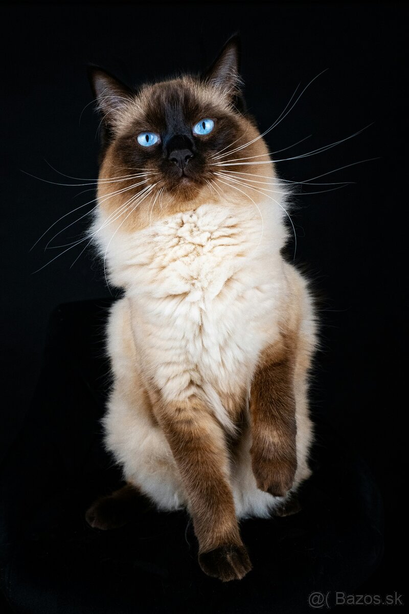 Ragdoll Seal Colorpoint kocúrik - 4
