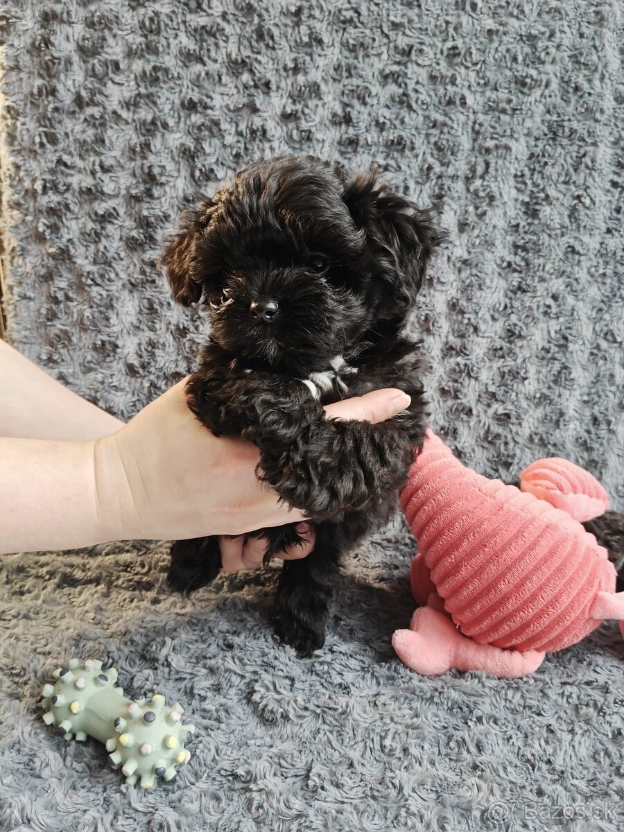 Ruská farebná bolonka s PP – šteniatka z CHS Tlapky radosti - 4