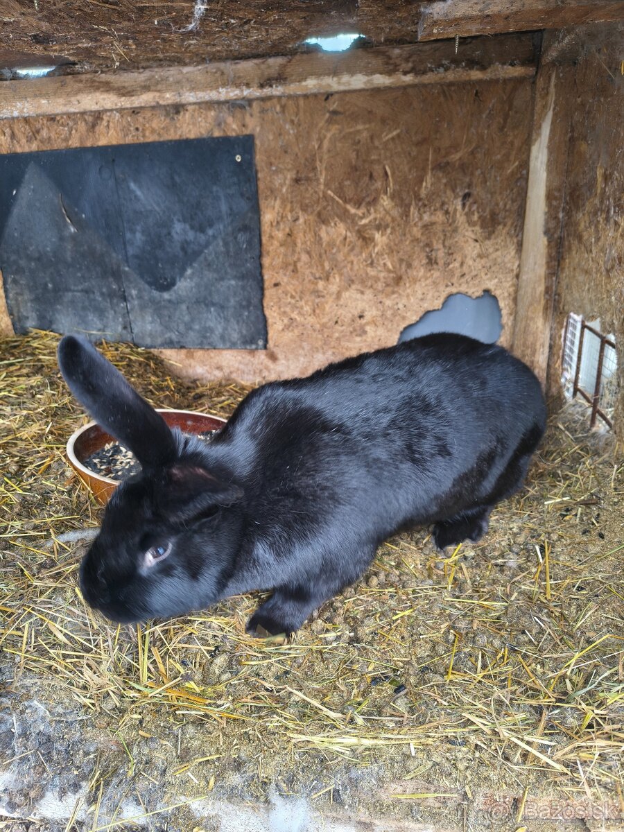 Králiky - 4