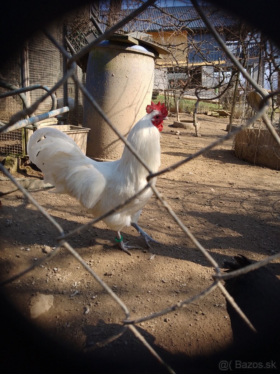 Biela australorpka - 4