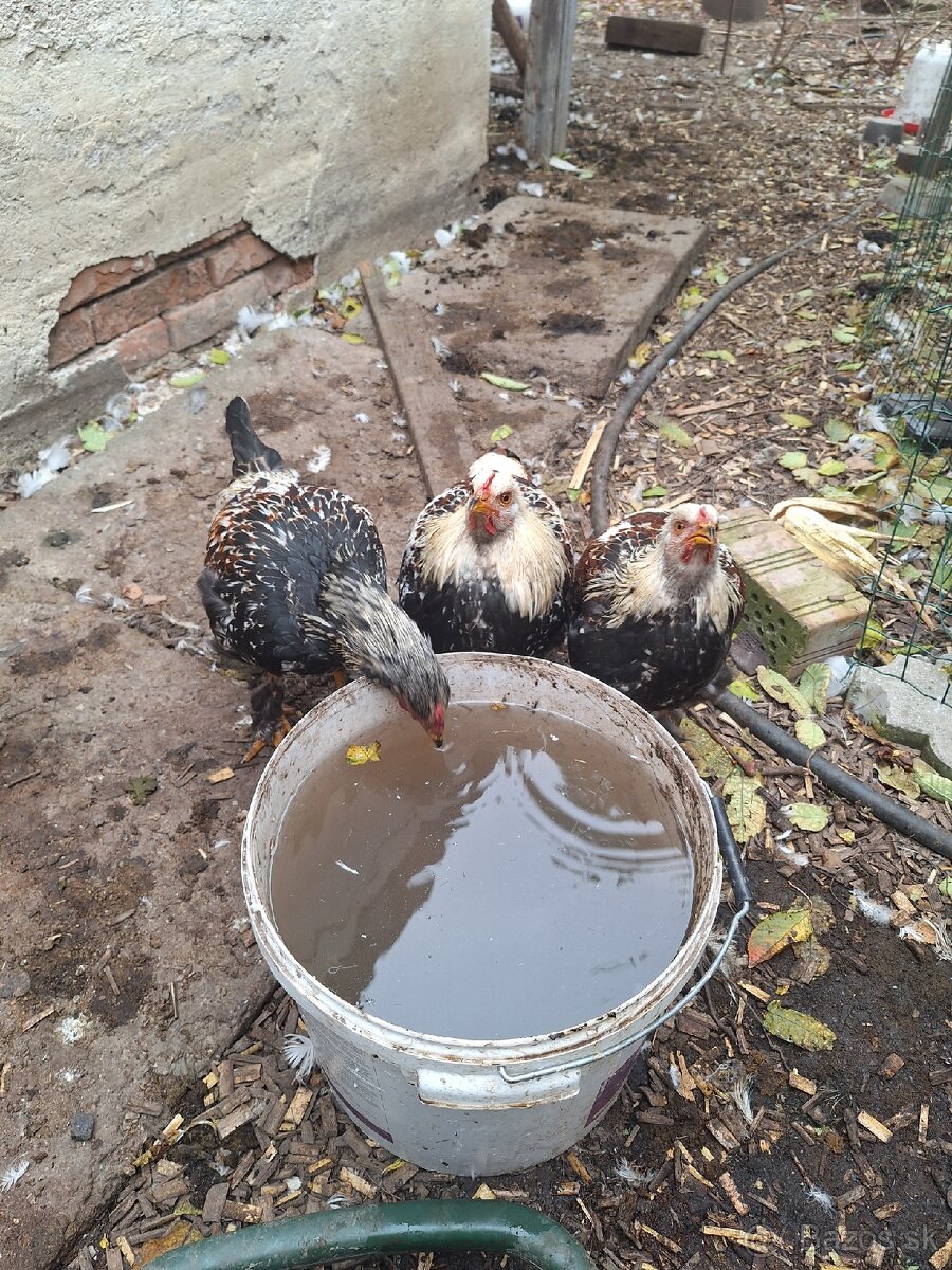 Predam kohutov miesanych Brahman - 4