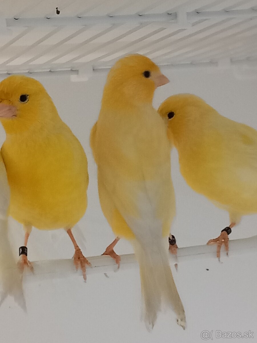 Kanáriky - 4
