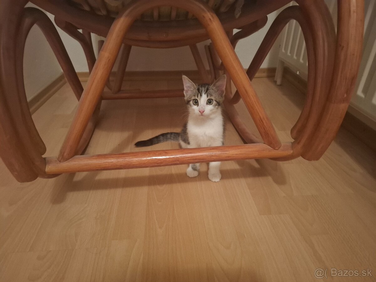 Darujeme maciatka - 4