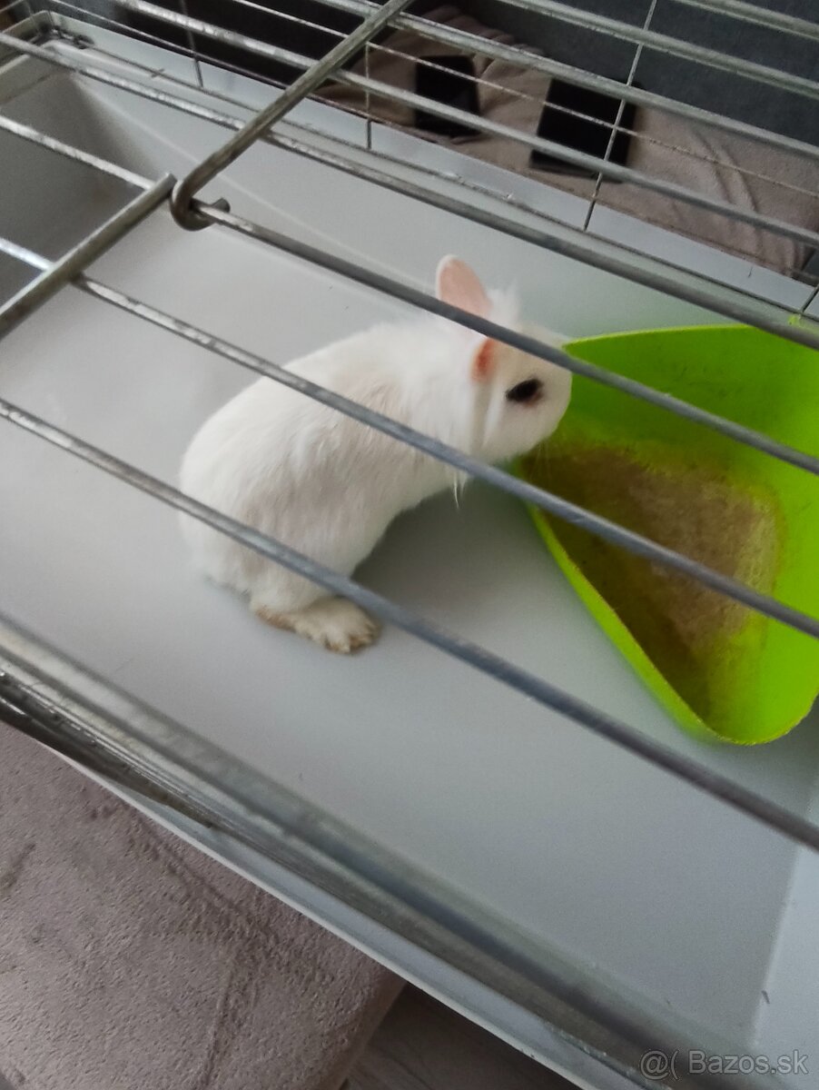 Zakrsly králik - 4