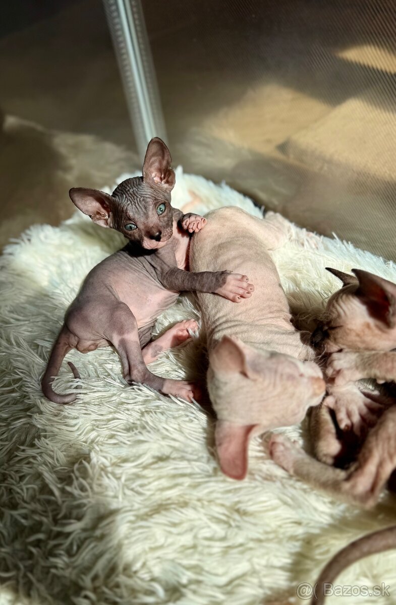 Don sphynx - 4
