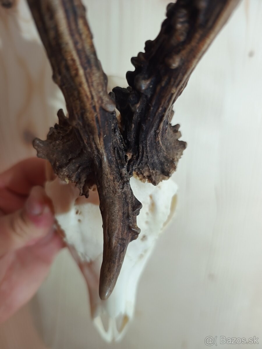 Trofej Trofeje Zhody Parohy Parožie.... - 4