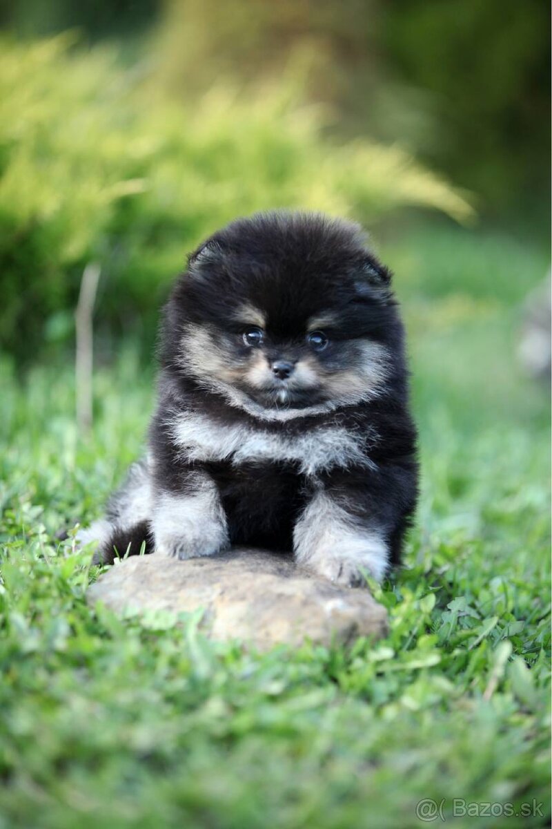 Male pomeranian Alex - 4