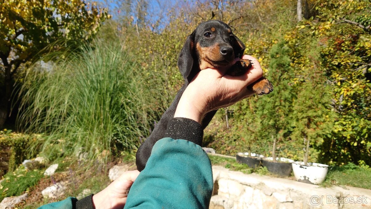 Jazvečik čistokrvny trpasliči krátkosrsty - 4